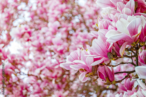 Quadro em tela Flowers bloom on a tree during spring in a park, creating a bright scene with ma