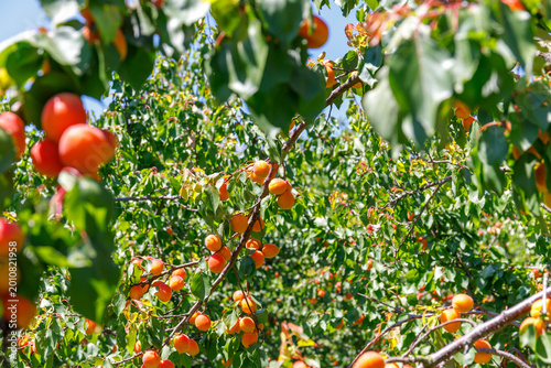 Fotografi Fruit trees hang heavy with ripe apricots under clear blue sky in a sunny orchar
