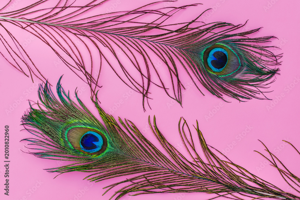 Naklejka premium Peacock feathers arranged on a pink background showcasing their colors and patterns