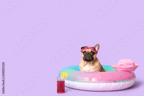 Cute French bulldog with sw...