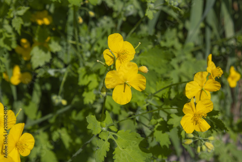 Fotografija It is an evening primrose blooming in the grass.