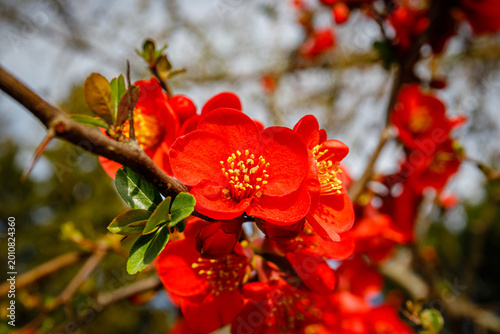 Foto Bright red flowers bloom on a tree branch in spring sunlight in a garden