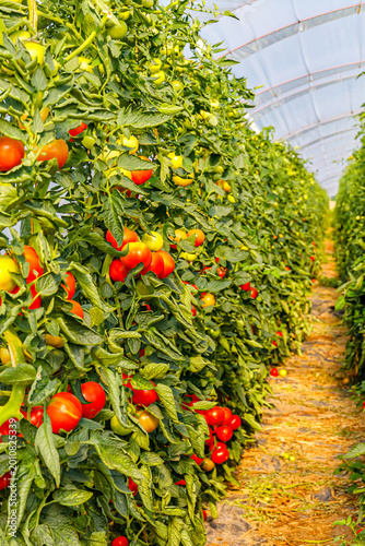 Fotografie Tomato plants grow in rows inside a greenhouse with sunlight shining on the leav