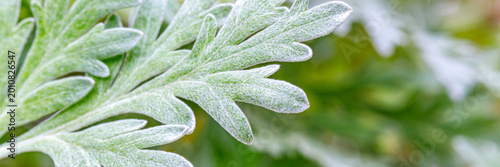 Obraz na plátně Close-up view of silver-green wormwood leaves in a garden with soft focus backgr