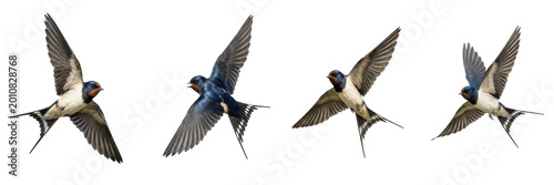 Valokuva Set of Small Blue and White Swallows in Flight Isolated on White Background, PNG