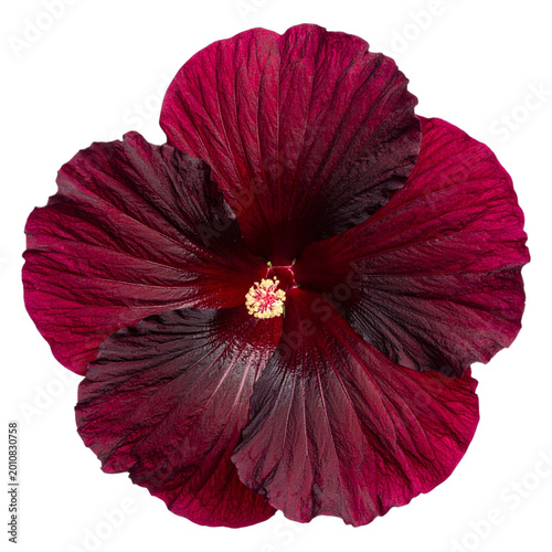 Deep maroon hibiscus blossom for tropical floral arrangements and summer themed graphic design projects 3d illustration png transparent