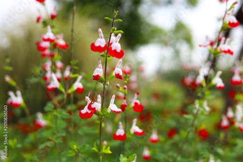 Foto Hot Lips salvia blossoms in a natural outdoor