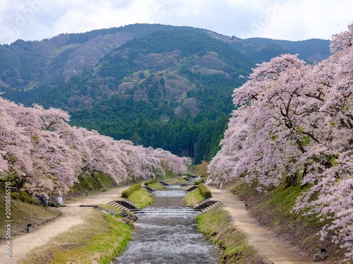 滋賀県甲賀市鮎河の千本桜２