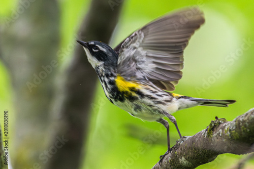 фотографія Yellow-rumped warbler takes off from a branch.