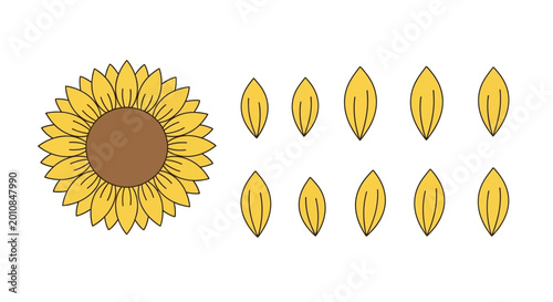 Foto Sunflower seeds and flower head closeup.