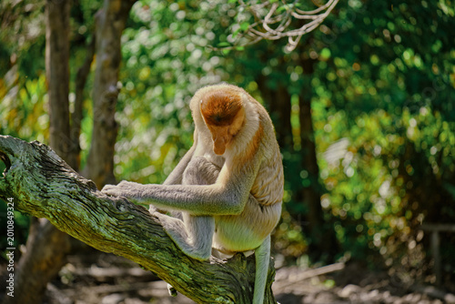 Photography Proboscis Monkey in Borneo rainforest Sandakan Malaysia