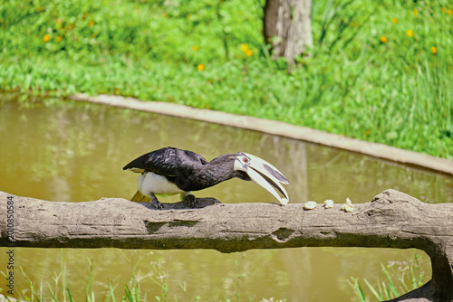 Foto Rhinoceros bird in the jungles of Borneo island Malaysia