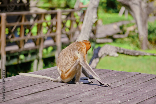 Sticker Proboscis Monkey in Borneo rainforest Sandakan Malaysia