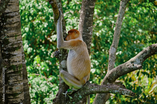 Sticker Proboscis Monkey in Borneo rainforest Sandakan Malaysia