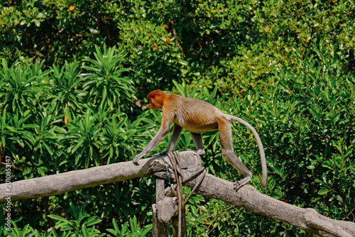 Photography Proboscis Monkey in Borneo rainforest Sandakan Malaysia