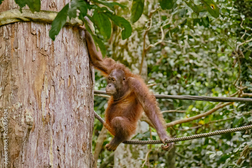 Canvas Print Orangutan spotted in the rainforest of Borneo Island of Malaysia.