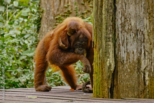 Photography Orangutan spotted in the rainforest of Borneo Island of Malaysia.