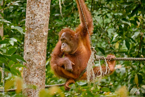 Photography Orangutan spotted in the rainforest of Borneo Island of Malaysia.