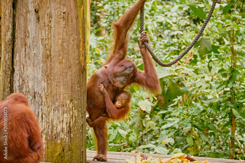 Photography Orangutan spotted in the rainforest of Borneo Island of Malaysia.