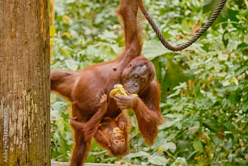 Photography Orangutan spotted in the rainforest of Borneo Island of Malaysia.