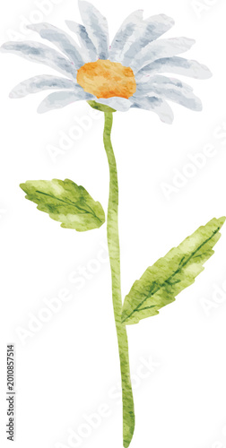Delicate Watercolor Daisy Stem with Light Blue Petals