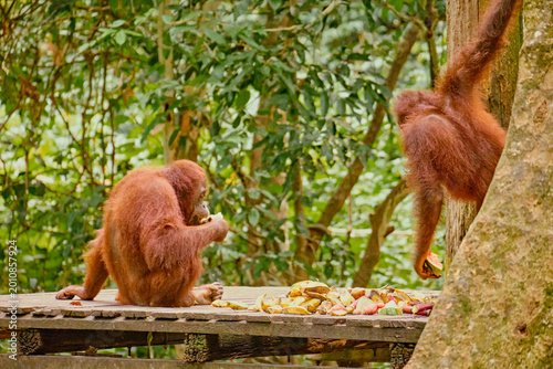 Wall Mural Orangutan spotted in the rainforest of Borneo Island of Malaysia.