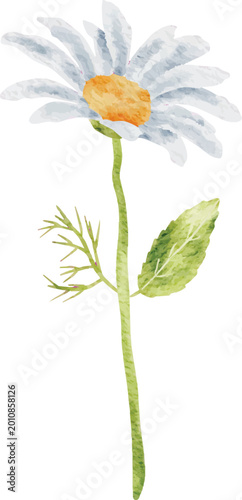 Delicate Watercolor Daisies Stem with Leaves