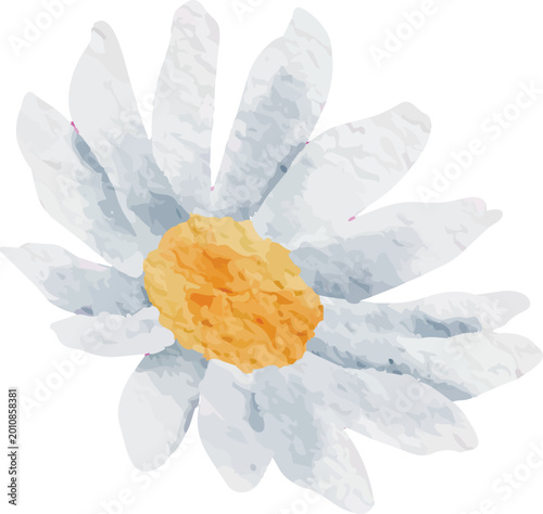 Floral White Daisy with Yellow Center Abstract