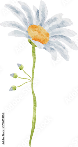 Watercolor Daisy Stem with Buds
