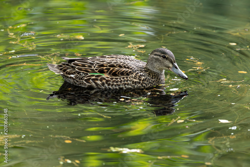 Female green winged teal swimming on water