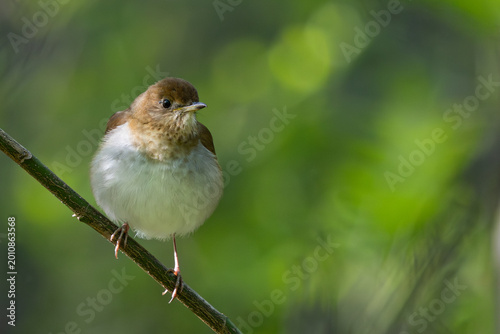 Veery on branch