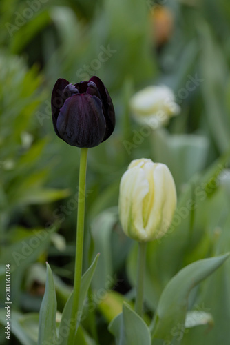 Contrasting tulips