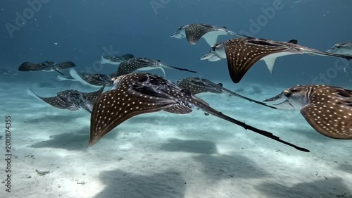Stingrays swimming underwater ocean.