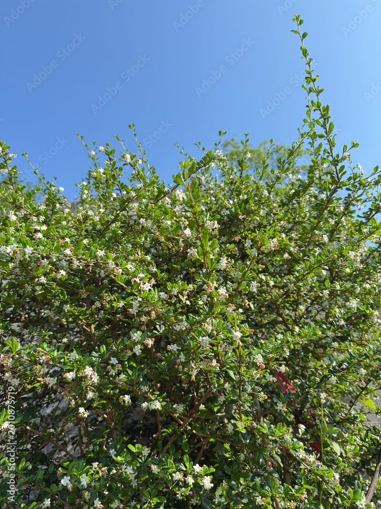 Fototapeta premium green leaves and blue sky
