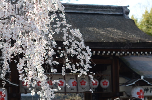 【京都】魁　平野神社に咲く早咲きの桜