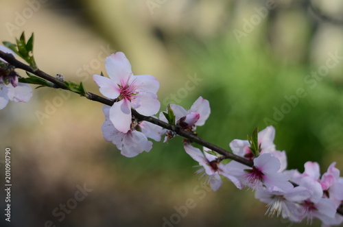 【京都】平野神社に咲く早咲きの桜