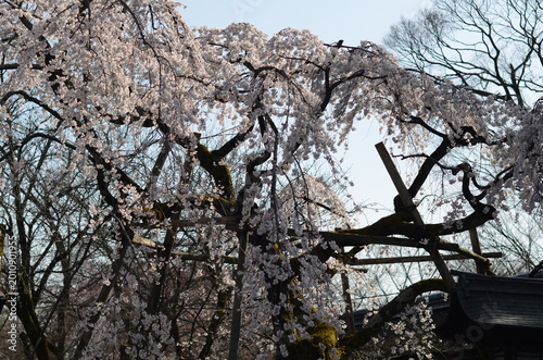【京都】魁　平野神社に咲く早咲きの桜