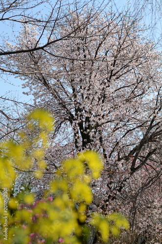 【京都】平野神社に咲く早咲きの桜
