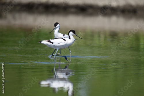 Pied Avocet walking in flooded field