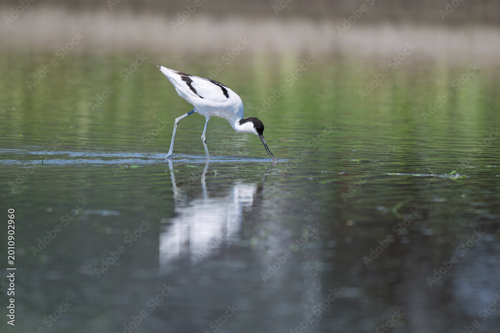 Obraz premium Pied Avocet standing in calm water profile view