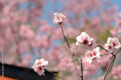 【京都】平野神社に咲く早咲きの桜