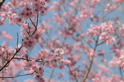 【京都】平野神社に咲く早咲きの桜
