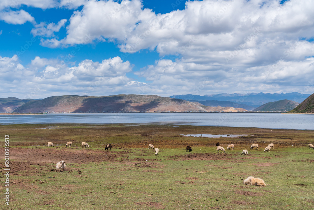 Fototapeta premium Scenic landscape of green meadow with a flock of sheep grazing by a peaceful blue lake under a cloudy sky at Napa Lake Grassland at Shangri-La Yunnan