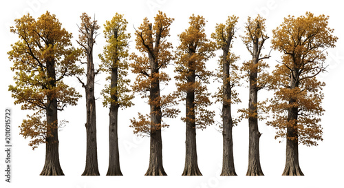 A collection of seven large oak trees with autumn foliage, displayed against a white background.