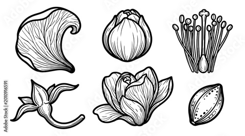 Photos Flower anatomy and blooming stages line art illustration