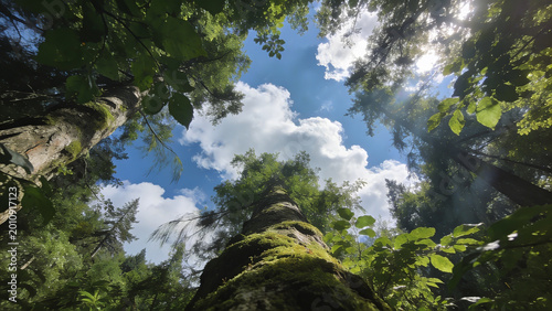 Stunning upward view of lush green forest canopy revealing bright blue sky dotted with fluffy white clouds for serene nature inspired wellness and relaxation content perfect for travel blogs