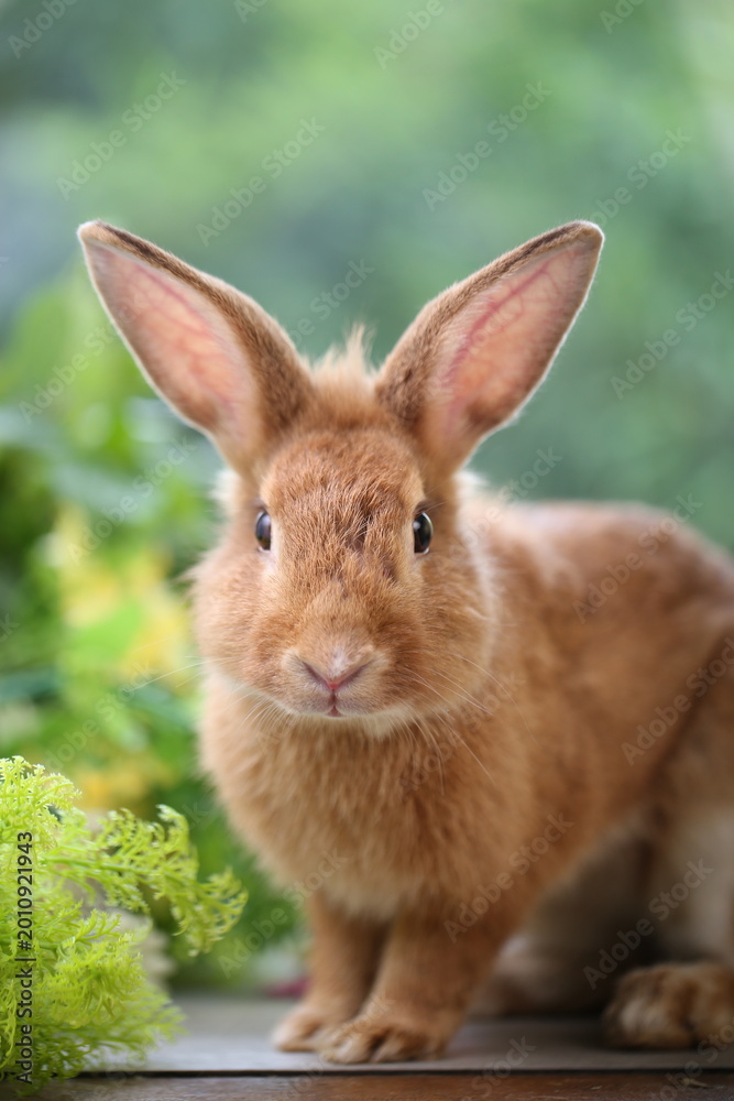 Obraz premium Brown orange young rabbit on grey wood floor with green plant decoration as summer nature with green background. Happy bunny and relax pet.