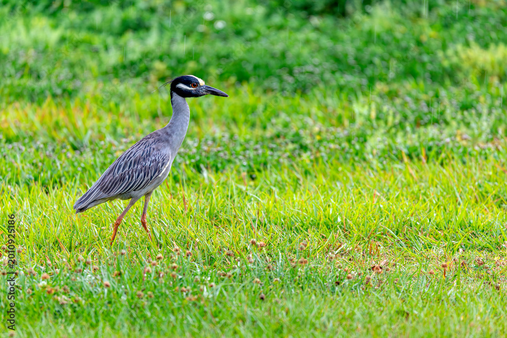 Fototapeta premium Adult yellow-crowned night heron walking in wet green grass during a light rain, USA