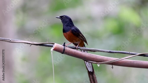 The White-rumped shama on a branch