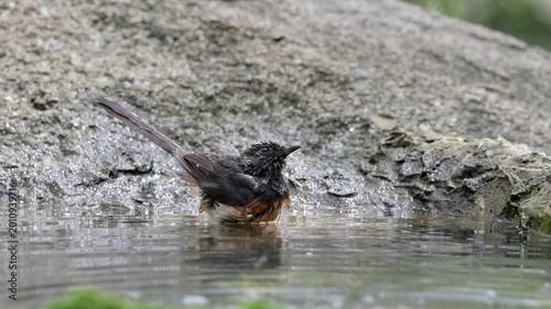 The White-rumped shama take a bath